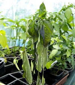 uploads/images/disease/Damping off chilli.jpg